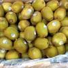 Kiwi Green  Zespri  New Zeland / italy