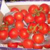 Pomodoro ramato  Holland